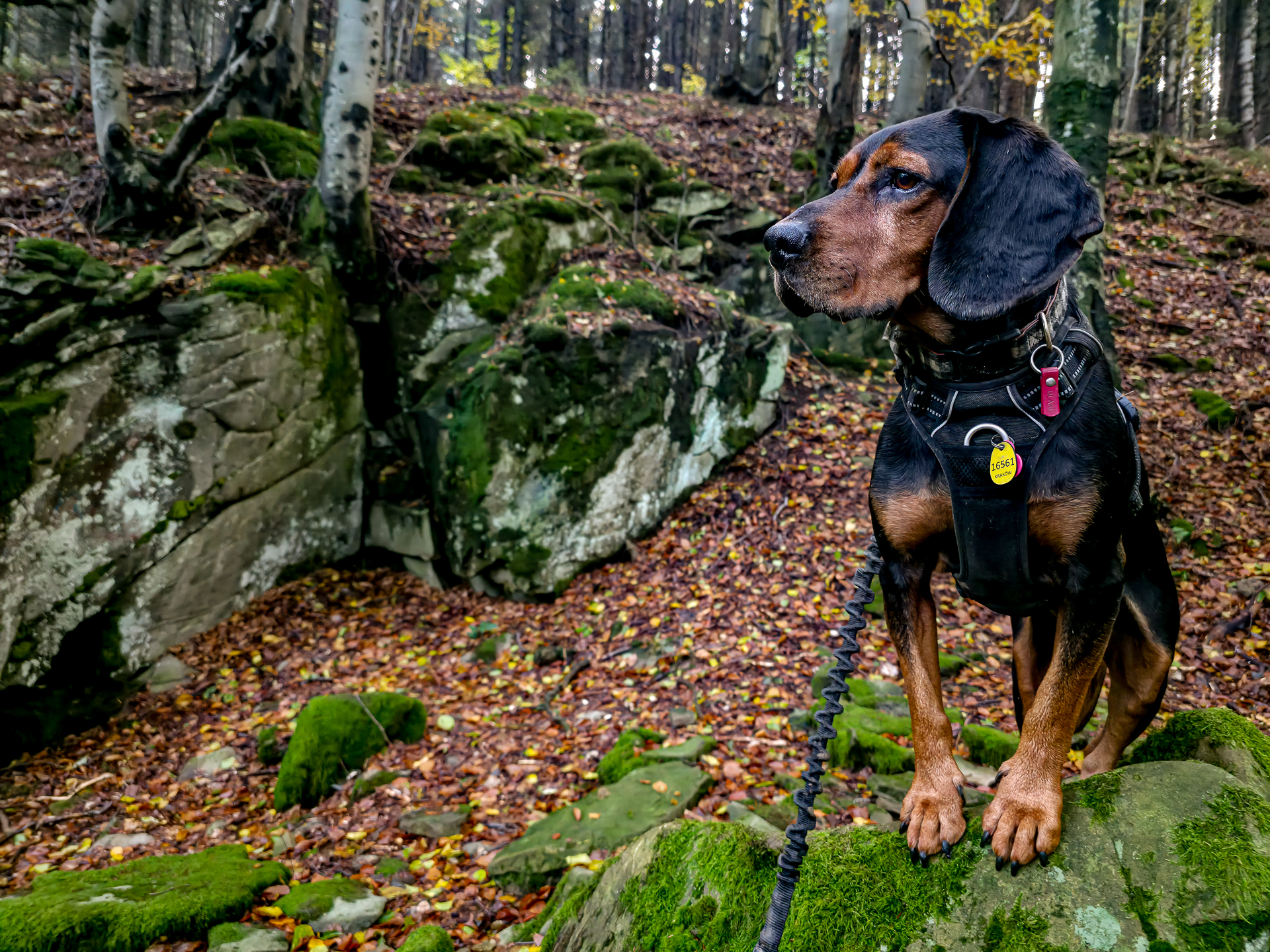 Korona Gór Polski z psem – szczyty dostępne dla psa